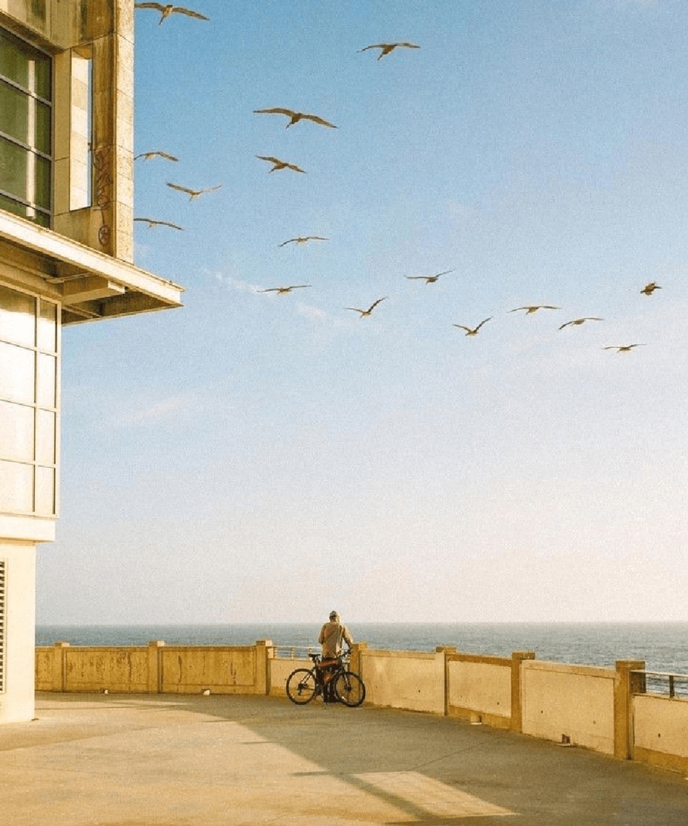 birds sea