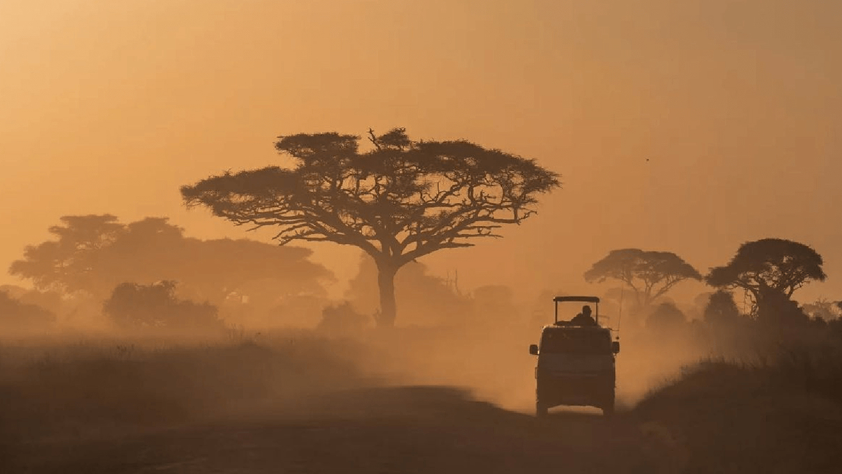 safari