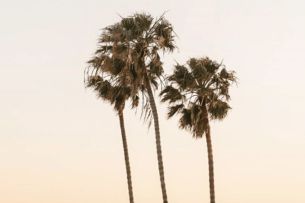 coconut tree