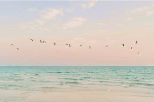 beach bird